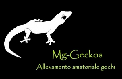 Mg-Geckos